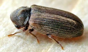kumbang bubuk