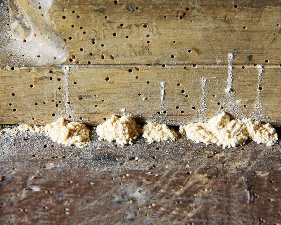 Serangan Hama Kumbang Bubuk Pada Lemari Kayu
