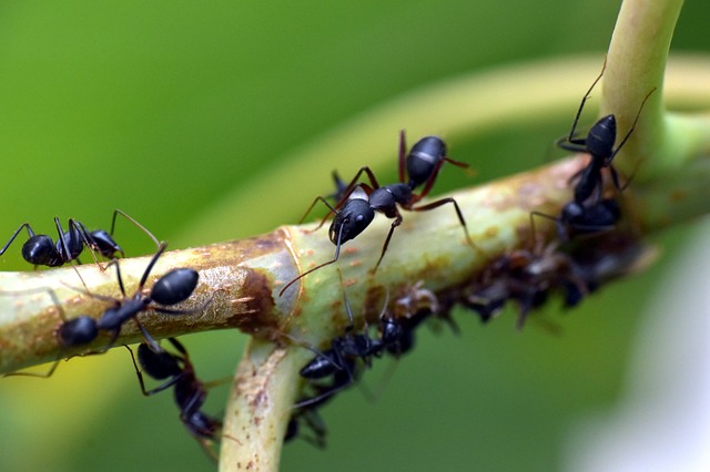 mengatasi semut carpenter bisa dnegna menggunakan Biocide Insecticida