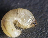 larva kumbang bubuk
