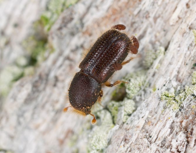 kumbang bubuk kayu