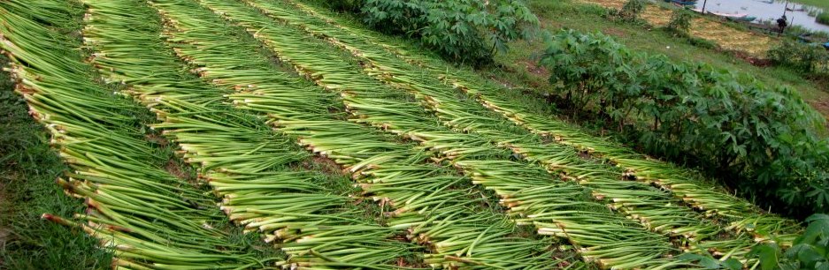 Ini Dia 4 Solusi Agar Eceng  Gondok  Awet BioCide Insecticide