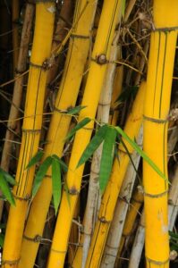 jenis bambu