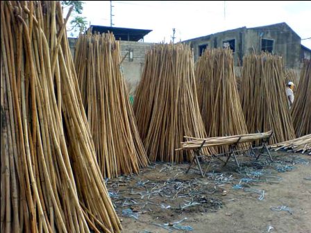 Begini Tahapan Cara  Mengolah Rotan 