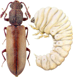 kumbang teter dan larva