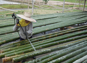 pengawetan bambu dengan solar