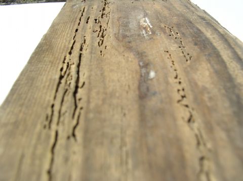 tanda-tanda serangan kumbang penggerek kayu