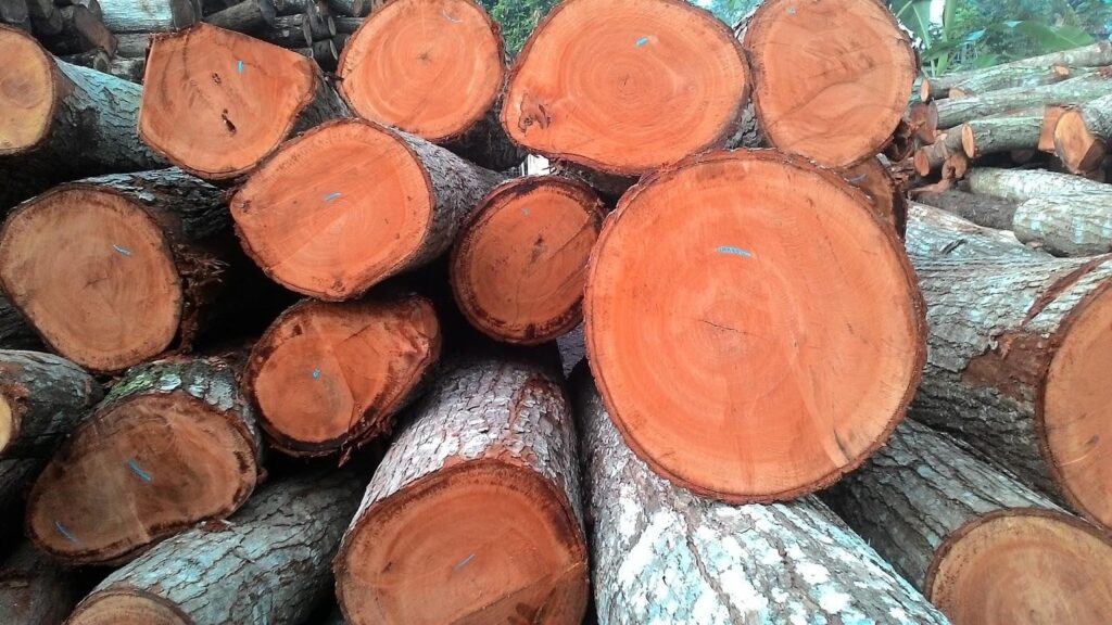 log kayu mahoni yang baru saja dipotong dan siap diolah jadi furniture