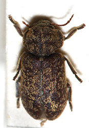 kumbang kayu deathwatch