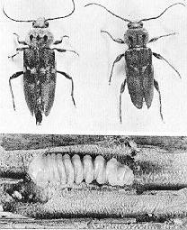 serangga bubuk kayu