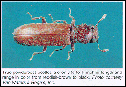 kumbang bubuk kayu