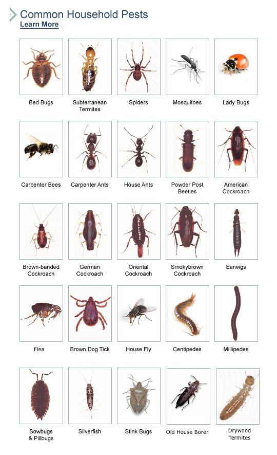 serangga penganggu rumah anda
