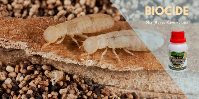 Atasi Rayap Pada Kayu Glugu Dengan Pembasmi Serangga BioCide