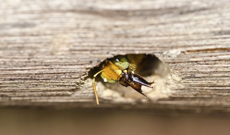 mencegah serangan kumbang bubuk kayu