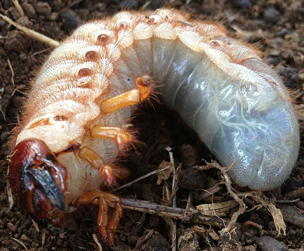 larva kumbang tanduk