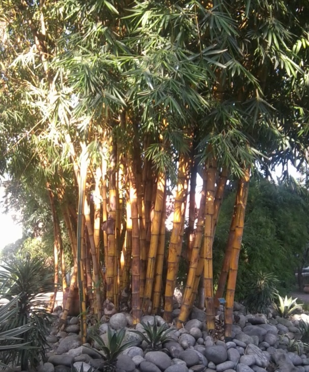 bambu kuning