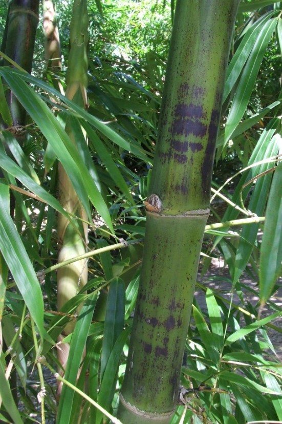 bambu yang tahan rayap