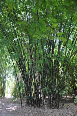 Asli Indonesia Ini Bambu  Tutul  yang Terancam Punah 