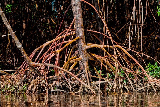 kayu bakau