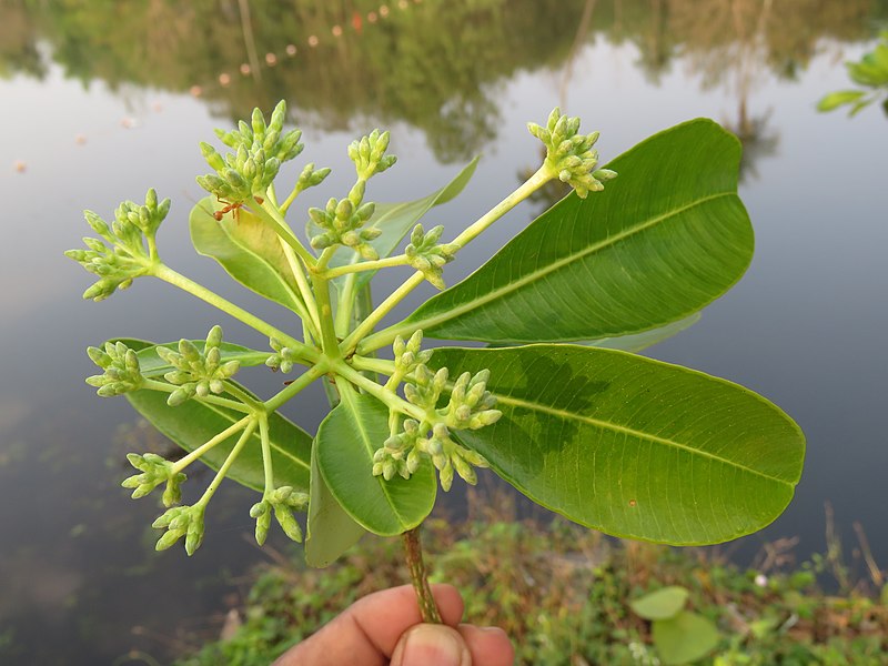 kayu pulai