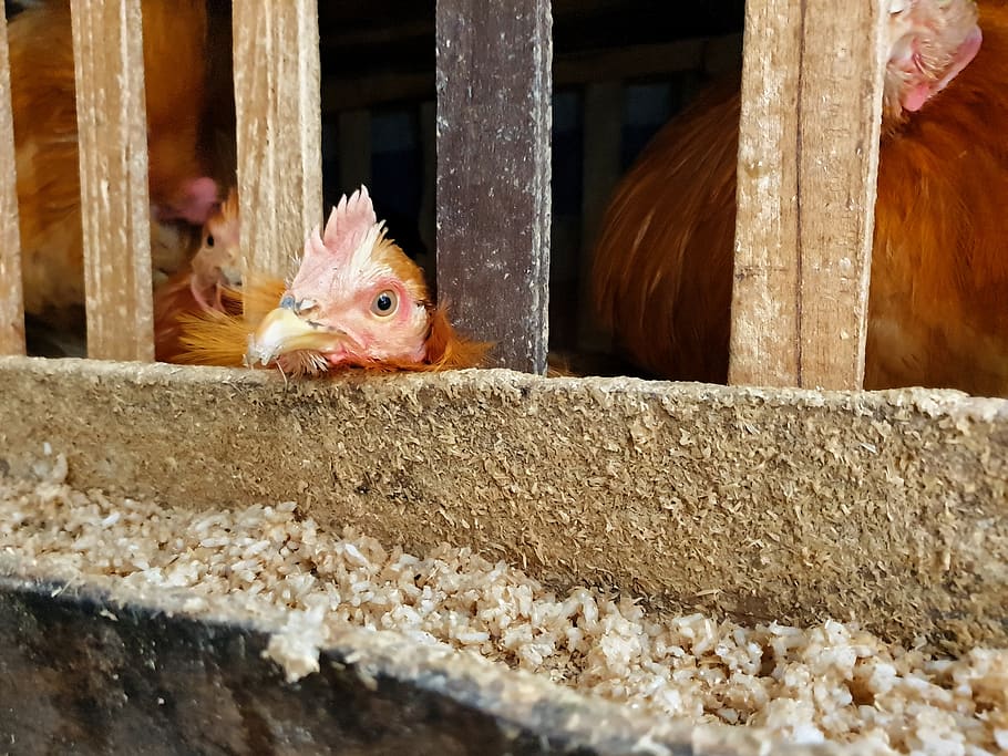 Beternak Ayam