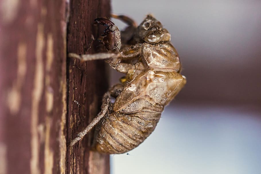 kumbang kutu kayu