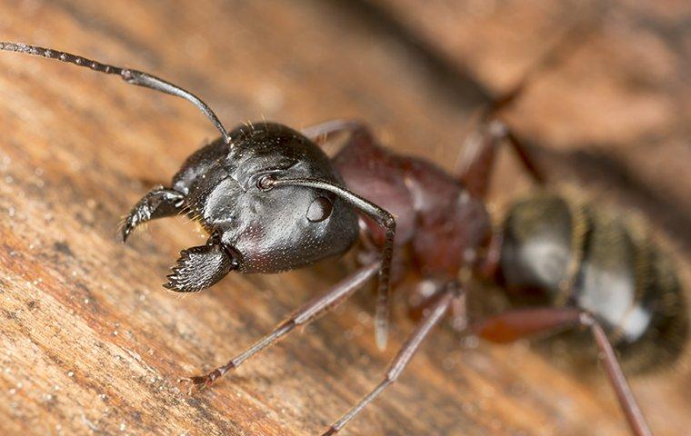 Carpenter ant bukan jenis dari rayap hitam