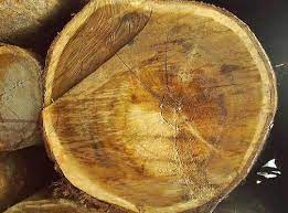 gambar potongan kayu akasia