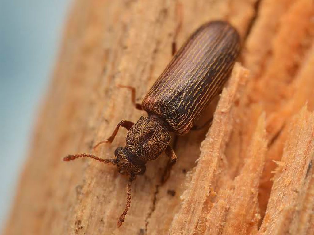 kumbang bubuk kayu yang mati kena bIocide