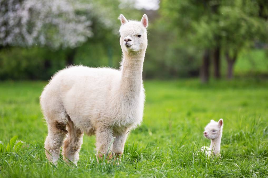 alpaca adalah hewan berbulu lebat yang diambil bulunya untuk dimanfaatkan sebagai jaket