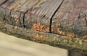 kayu lapuk akibat serangan jamur
