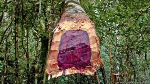 kayu sonokeling yang baru ditebang dengan tampilan eksotis