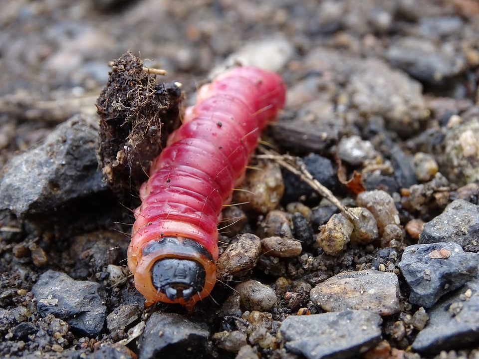 larva uset yang menyerang furnitur kayu dan kusen