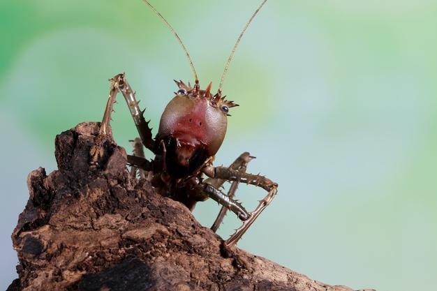 rayap yang menyerang kayu bisa dibasmi dengan antirayap Biocide Insecticide