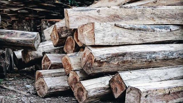 kayu sungkai yang baru saja ditebang dan belum diolah untuk kebutuhan konstruksi dan furniture