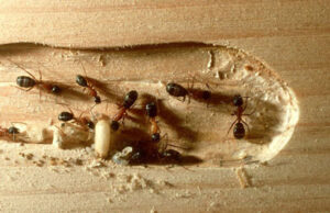 Semut Carpenter adalah serangga yang merusak kayu dengan memakan bagian gubal kayu