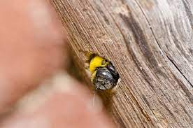 lebah carpenter yang membuat material kayu jadi berlubang