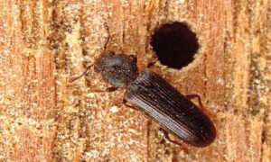 Powderpost Beetle menyerang kayu