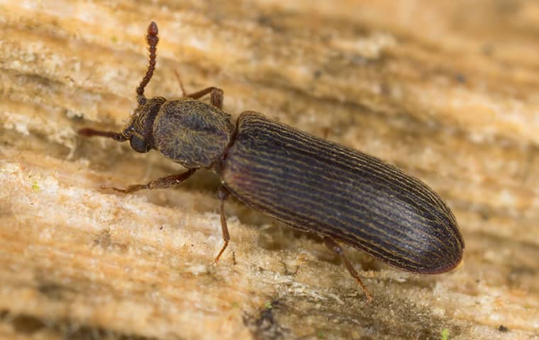salah satu serangga perusak kayu yang paling merusak pada material kayu adalah kumbang bubuk atau terkenal dengan sebutan tothor