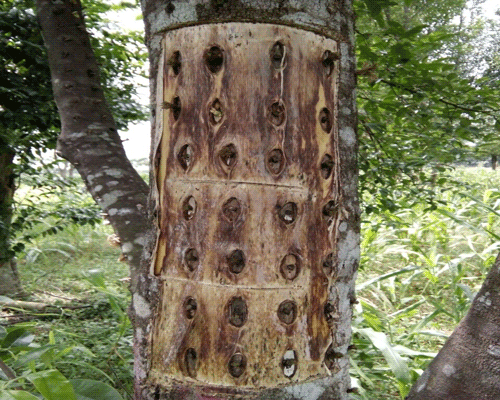 selain ditemukan di hutan, kayu gaharu ternyata bisa dibudidayakan