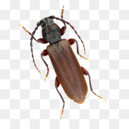 longhorn kumbang kulit kayu