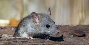 tikus sebagai salah satu jenis hama pada kayu