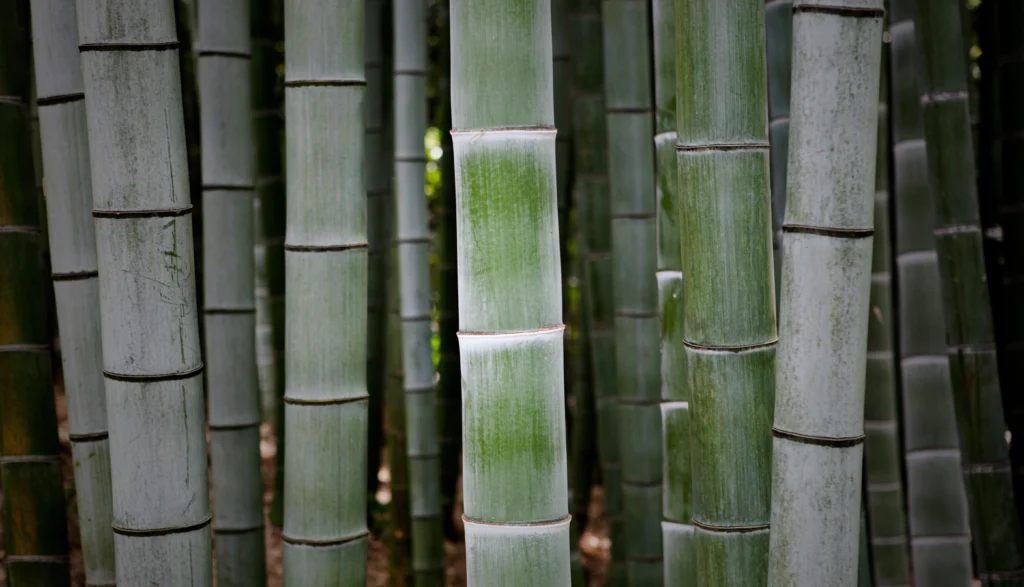 bambu hijau
