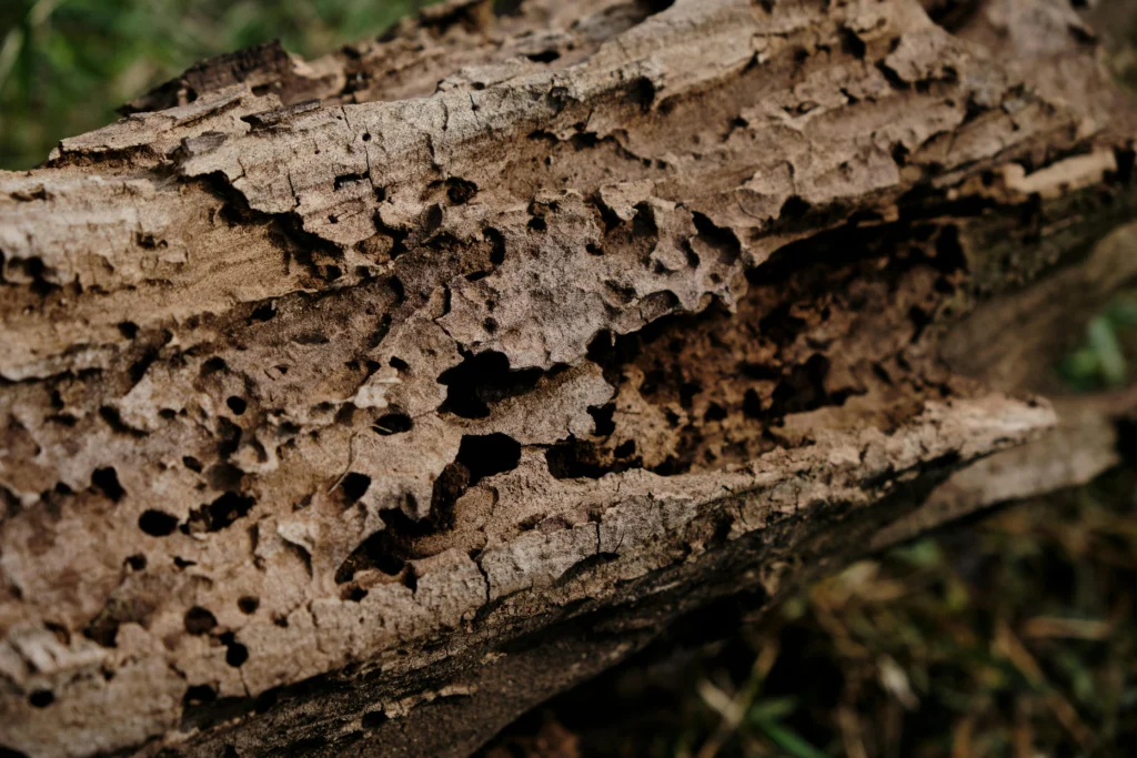 kayu rusak akibat rayap