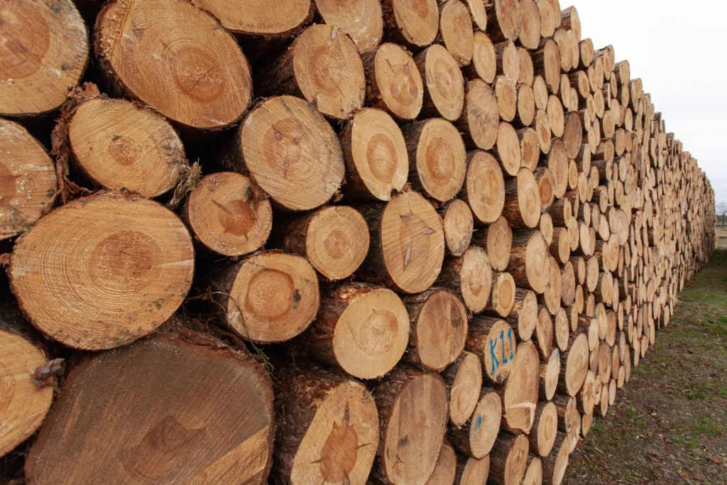 log kayu meranti