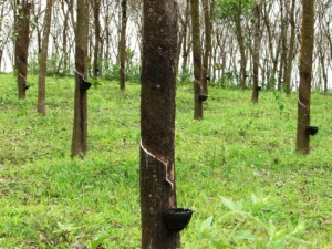 kayu karet